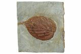Fossil Leaf (Beringiaphyllum) - Montana #262322-1